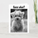 Search for naughty photography Dog