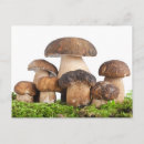 Search for boletus postcards Autumn