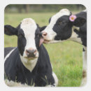 Search for bovine stickers Holstein