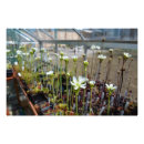 Search for flytraps Flowers