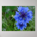 Search for cornflower blue posters Flowers