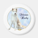 Search for husky magnets Siberian