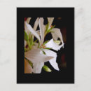 Search for pelargonium Gardening