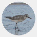 Search for beach bird stickers Ocean
