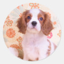 Search for blenheim stickers Puppy