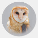 Search for owl eyes stickers Wildlife