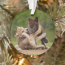 Search for baby wolf pups Canis lupus lycaon