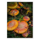 Search for agaric Red