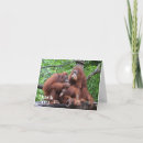 Search for endangered animals cards Orangutans