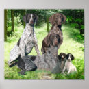 Search for shorthaired pointer posters Pointers
