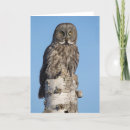 Search for great grey owl cards Bird