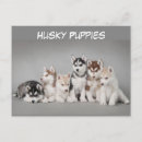 Search for husky puppy postcards Pet