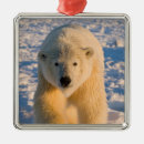 Search for refuges christmas tree decorations Fauna