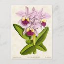 Search for cattleya orchid postcards Nature