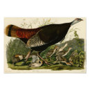 Search for naturalist posters Illustration