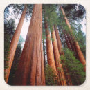 Search for growth coasters Superstock