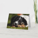 Search for chew cards Puppy