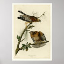 Search for shoulders posters Victorian