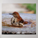 Search for thrushes posters Wildlife