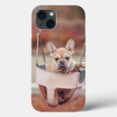 Search for french bulldog cases Canine