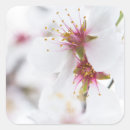 Search for almond tree stickers Floral