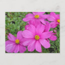 Search for cosmo postcards Floral