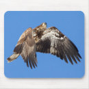 Search for eagle feather electronics Flying