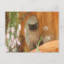 Search for posing postcards Pet