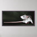 Search for cute rats posters Pet rat