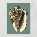 Search for shells postcards Sea