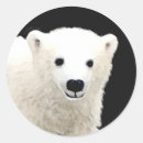 Search for cub stickers Snow