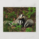 Search for mom and baby postcards Animals