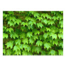 Search for creeper posters Plant