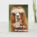 Search for alpaca cards Funny
