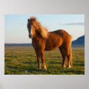 Search for icelandic horse Sunset