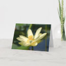 Search for lillies cards Flower
