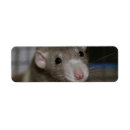 Search for rats return address labels Animal