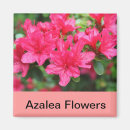 Search for azalea magnets Garden