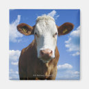 Search for bavarian magnets Blue