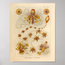 Search for cnidaria posters Kunstformen der natur