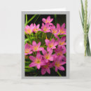 Search for gardners cards Photography
