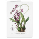 Search for epidendrum Orchid