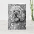 Search for cavapoo cards Pets