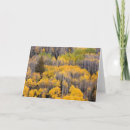 Search for aspen trees cards Fall