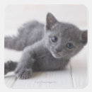 Search for russian blue cats stickers Animal