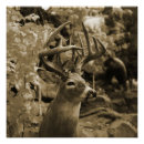 Search for trophy posters Deer