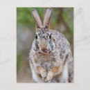 Search for cottontail postcards Nature