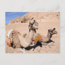 Search for camels postcards Souvenir