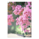 Search for bougainvillea art Dreamy
