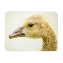 Search for gosling magnets Animal